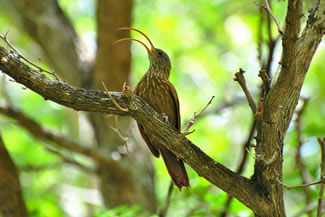 Kolibriemuisspecht - Campylorhamphus trochilirostris Kolibriemuisspecht - Campylorhamphus trochilirostris